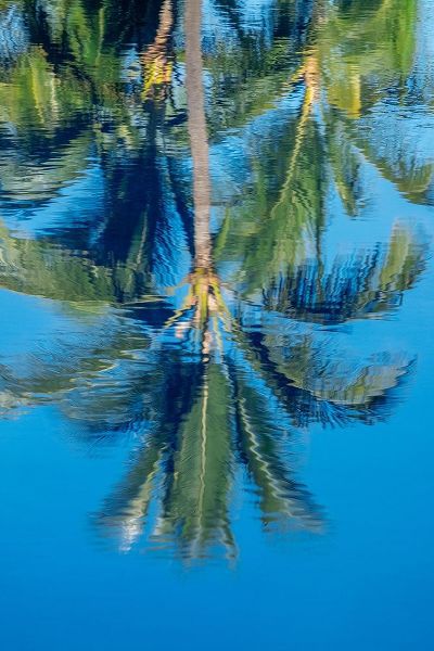 Reflection of palm trees on water